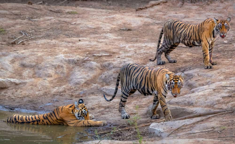 Delhi NCR’s Hidden Astro Retreat: Discover the Magic of Astroport Sariska