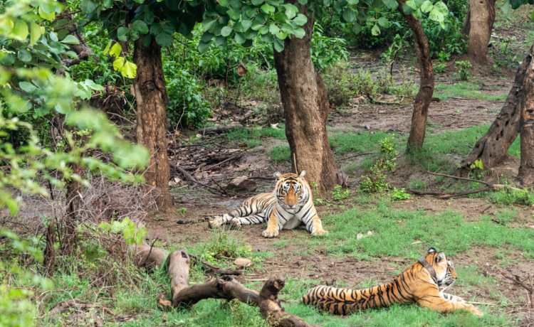 Sariska Tiger Reserve – Tehla Village (Rajasthan)