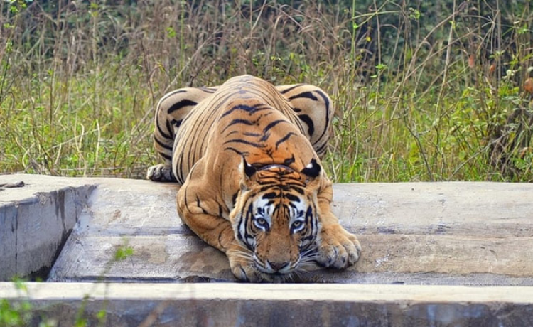 Why Choosing the Right Resort Makes or Breaks Your Sariska Trip