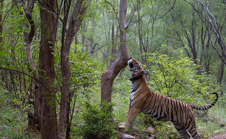 Your Sariska Adventure Starts Now