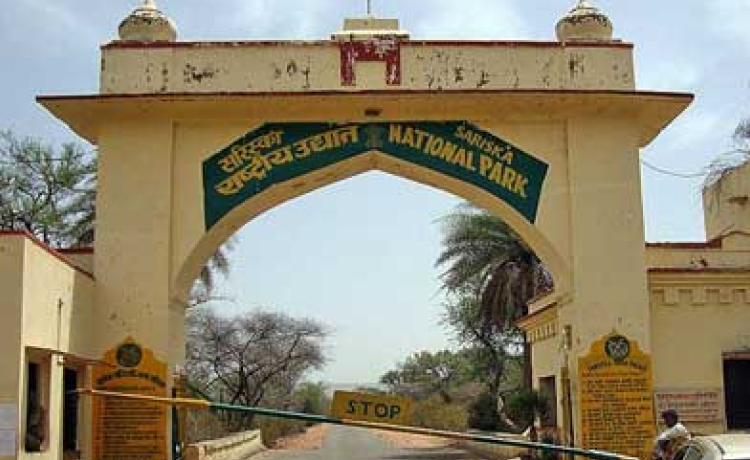 What You Should Look For: The Golden Rule of Choosing Resorts Near Sariska