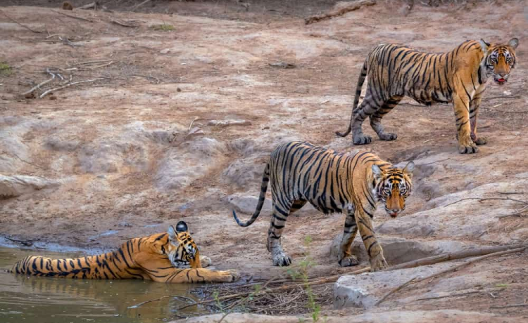 Beyond the Stars: What Else Makes Your Weekend Special?