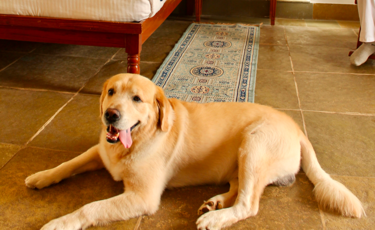 The Pet-Friendly Factor: Traveling with Your Furry Companions