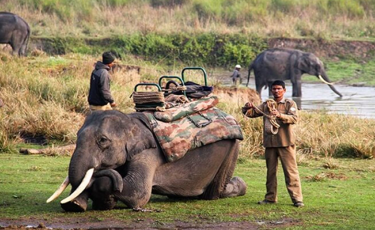 4. Jim Corbett National Park, Uttarakhand: Wildlife Wilderness (5-5.5 Hours)
