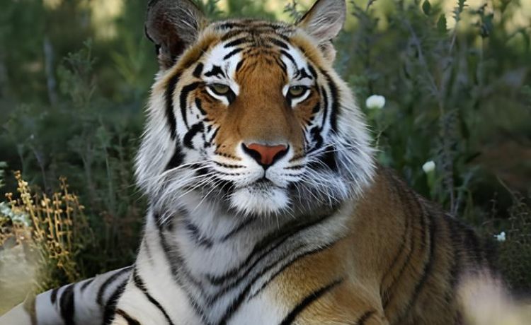 Thing 3: Unique Mix of Stargazing and Wildlife at Sariska Tiger Reserve
