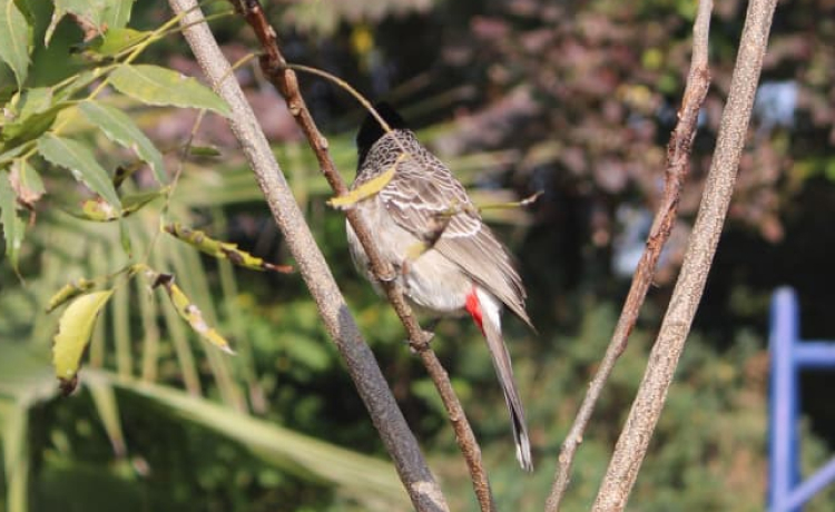 6. 5,000 Plus Plants and Wildlife Conservation Near Sariska Tiger Reserve