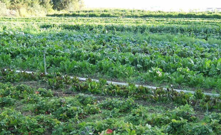 Organic On-Site Farm: Food That Comes from 200 Meters Away