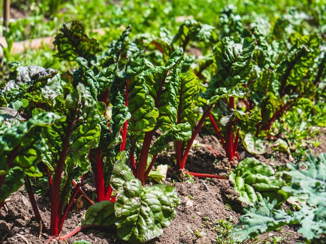 Rows of chard growing on the resort's organic farm
